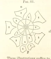 An illustration from Report on the Geological Survey of Iowa. By J. Hall, J. D. Whitney. [With maps.] vol. 1 (1858)