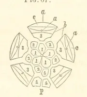 An illustration from Report on the Geological Survey of Iowa. By J. Hall, J. D. Whitney. [With maps.] vol. 1 (1858)