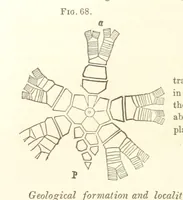 Picture 16 of 90 from Report on the Geological Survey of Iowa. By J. Hall, J. D. Whitney. [With maps.] vol. 1 (1858), leaf 88