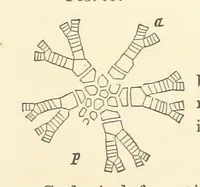 Picture 17 of 90 from Report on the Geological Survey of Iowa. By J. Hall, J. D. Whitney. [With maps.] vol. 1 (1858), leaf 89