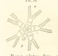 An illustration from Report on the Geological Survey of Iowa. By J. Hall, J. D. Whitney. [With maps.] vol. 1 (1858)
