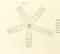 Picture 19 of 90 from Report on the Geological Survey of Iowa. By J. Hall, J. D. Whitney. [With maps.] vol. 1 (1858), leaf 92