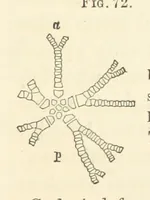 Picture 20 of 90 from Report on the Geological Survey of Iowa. By J. Hall, J. D. Whitney. [With maps.] vol. 1 (1858), leaf 93