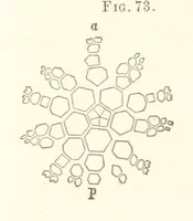 An illustration from Report on the Geological Survey of Iowa. By J. Hall, J. D. Whitney. [With maps.] vol. 1 (1858)