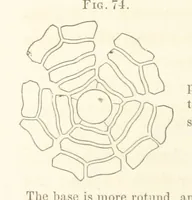 An illustration from Report on the Geological Survey of Iowa. By J. Hall, J. D. Whitney. [With maps.] vol. 1 (1858)