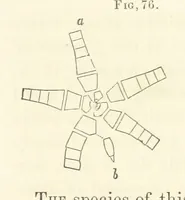 Picture 23 of 90 from Report on the Geological Survey of Iowa. By J. Hall, J. D. Whitney. [With maps.] vol. 1 (1858), leaf 99