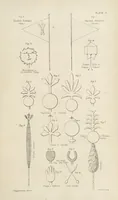An illustration from Qanoon-e-Islan, or the Customs of the Moosulmans of India; comprising a full and exact account of their various rites and ceremonies ... By Jaffur Shurreef. Composed under the direction of, and translated by, G. A. Herklots (1863)