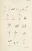 Picture 33 of 34 from Qanoon-e-Islan, or the Customs of the Moosulmans of India; comprising a full and exact account of their various rites and ceremonies ... By Jaffur Shurreef. Composed under the direction of, and translated by, G. A. Herklots (1863), leaf 511