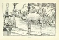 An illustration from The Wild Tribes of the Soudan. An account of travel and sport, chiefly in the Basé country, etc (1883)