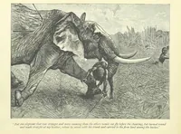 An illustration from The History of a Slave ... With ... illustrations ... from the author's drawings (1889)