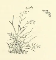 An illustration from The Brotherhood of the Coast. [A romance (1895)