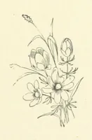 An illustration from The Brotherhood of the Coast. [A romance (1895)