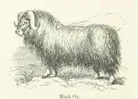 An illustration from The Paradise of the North ... With ... illustrations, etc (1892)