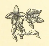 An illustration from The works of Ben Jonson. With a biographical memoir, by William Gifford. A new edition (1875)