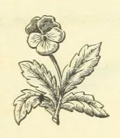 An illustration from The works of Ben Jonson. With a biographical memoir, by William Gifford. A new edition (1875)