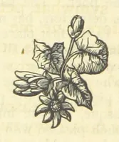 An illustration from The works of Ben Jonson. With a biographical memoir, by William Gifford. A new edition (1875)