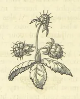 An illustration from The works of Ben Jonson. With a biographical memoir, by William Gifford. A new edition (1875)