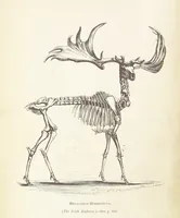 An illustration from The Student's Manual of Geology (1862)
