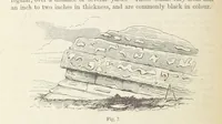 An illustration from The Student's Manual of Geology (1862)