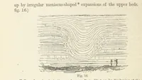 An illustration from The Student's Manual of Geology (1862)