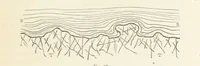 An illustration from The Student's Manual of Geology (1862)