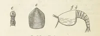 An illustration from The Student's Manual of Geology (1862)