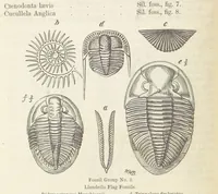 An illustration from The Student's Manual of Geology (1862)