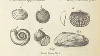 An illustration from The Student's Manual of Geology (1862)
