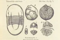 An illustration from The Student's Manual of Geology (1862)
