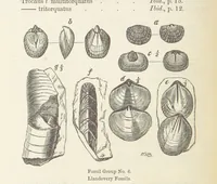 An illustration from The Student's Manual of Geology (1862)