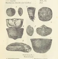 An illustration from The Student's Manual of Geology (1862)