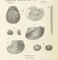 An illustration from The Student's Manual of Geology (1862)