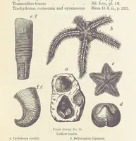 An illustration from The Student's Manual of Geology (1862)