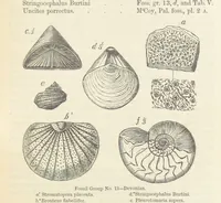 An illustration from The Student's Manual of Geology (1862)