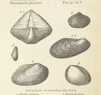 An illustration from The Student's Manual of Geology (1862)