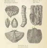 An illustration from The Student's Manual of Geology (1862)
