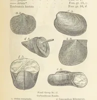 An illustration from The Student's Manual of Geology (1862)