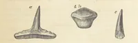 An illustration from The Student's Manual of Geology (1862)