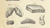 An illustration from The Student's Manual of Geology (1862)