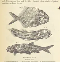 An illustration from The Student's Manual of Geology (1862)