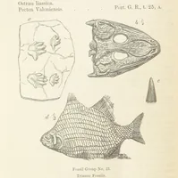 An illustration from The Student's Manual of Geology (1862)