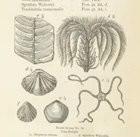 An illustration from The Student's Manual of Geology (1862)