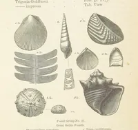 An illustration from The Student's Manual of Geology (1862)