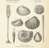 An illustration from The Student's Manual of Geology (1862)