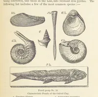 An illustration from The Student's Manual of Geology (1862)