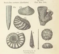An illustration from The Student's Manual of Geology (1862)