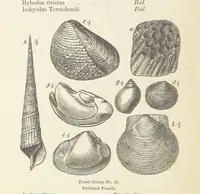 An illustration from The Student's Manual of Geology (1862)
