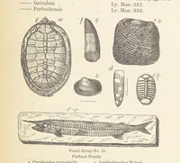 An illustration from The Student's Manual of Geology (1862)