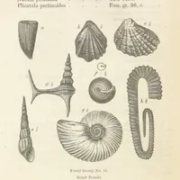 An illustration from The Student's Manual of Geology (1862)
