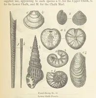 An illustration from The Student's Manual of Geology (1862)